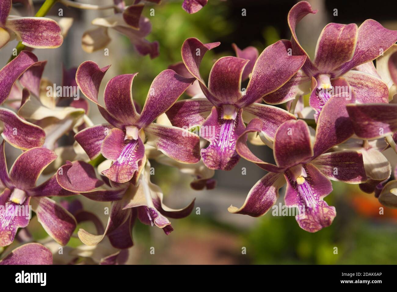 Orchidea colorata in primo piano, Hawaii Island, Hawaii Foto Stock