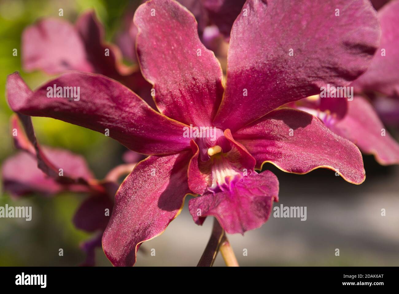 Orchidea colorata in primo piano, Hawaii Island, Hawaii Foto Stock