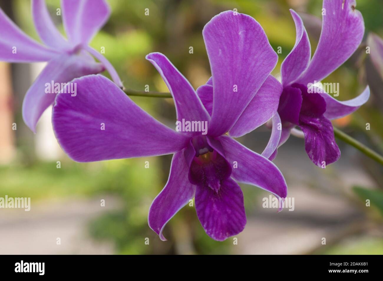 Orchidea viola colorata in primo piano, Hawaii Foto Stock
