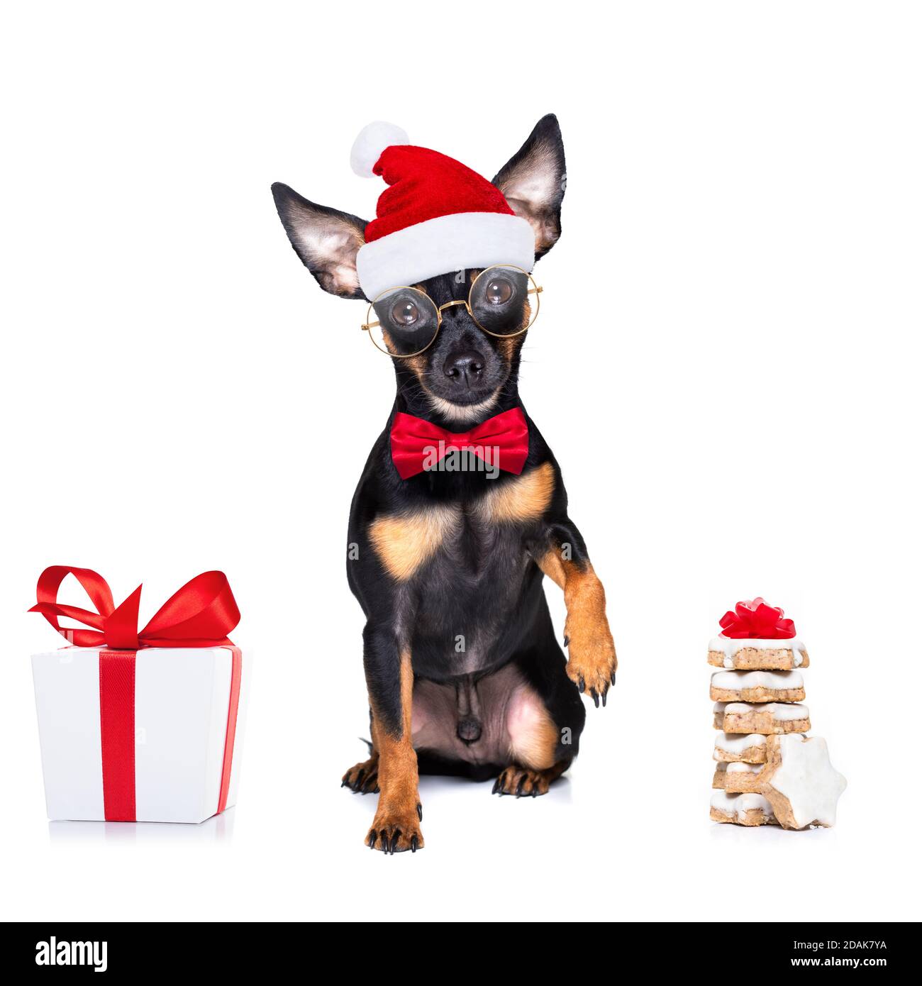 natale praga ratter , prager rattler babbo natale cane cokies per le vacanze, isolato su sfondo bianco, come una sorpresa Foto Stock