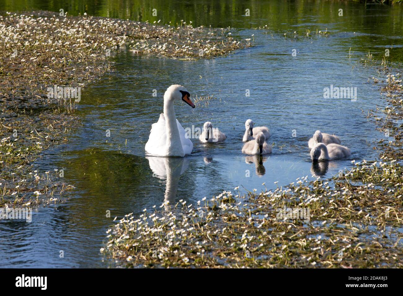 Un cigno muto e cinque cigneti sul fiume Wylye nel Wiltshire. Foto Stock