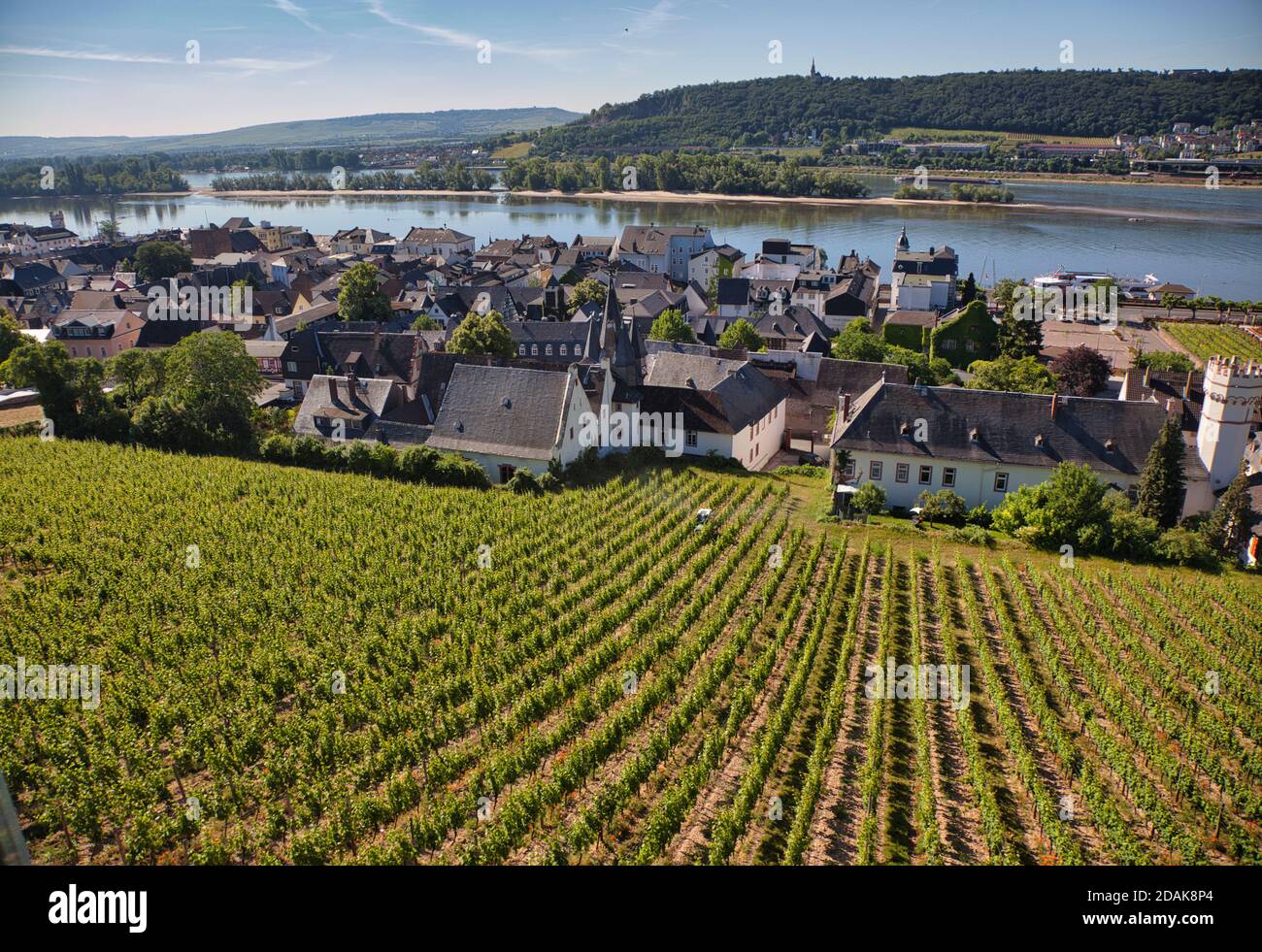 Filari di vitigni di nuova piantatura in un vigneto sopra la città di Rudesheim, sul fiume Reno, Darmstadt, Heese, Germania Foto Stock