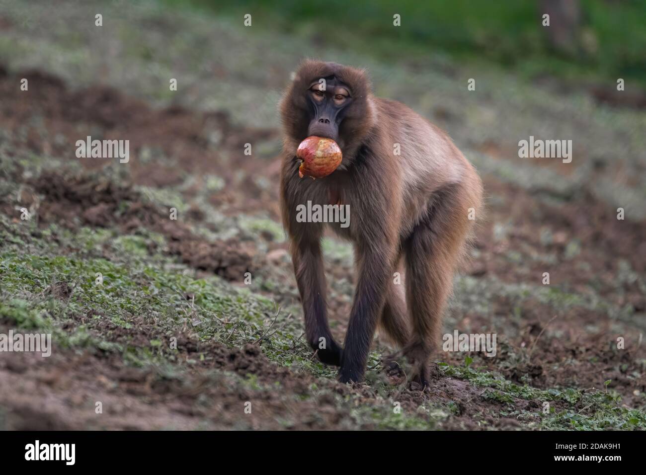 säugetier, wild, tier, wild lebende tiere, wild, europa, italia, gesicht, mandrill Foto Stock