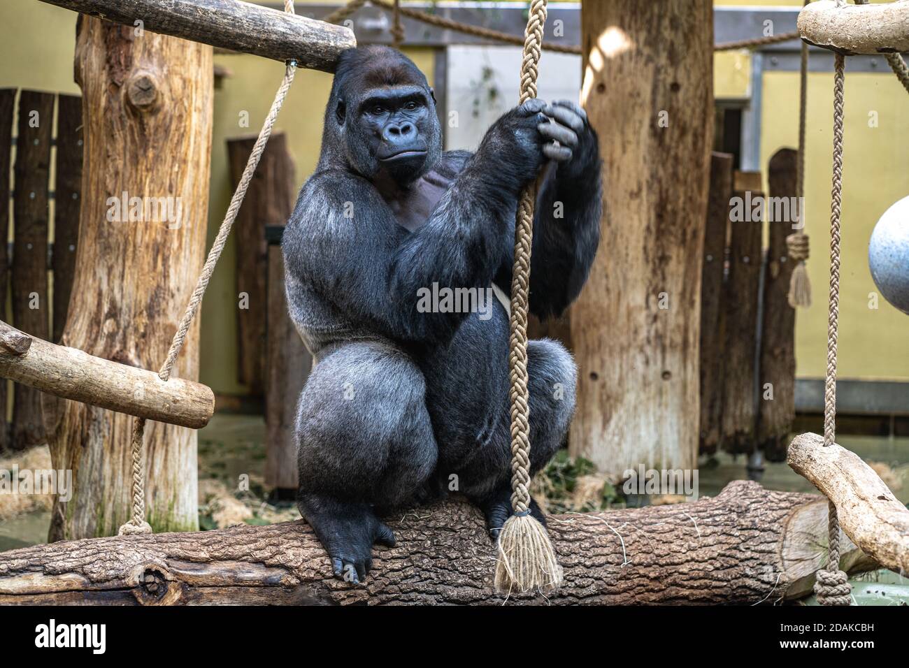 Gorilla è seduto vicino alla corda e la tiene. Primo piano di gorilla nello zoo. Foto Stock