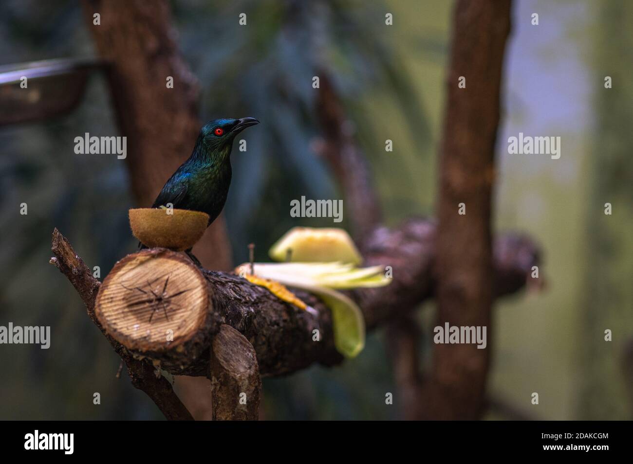 Asian lucido Starling o Aplonis panayensis seduta sul ramo dell'albero. Foto Stock