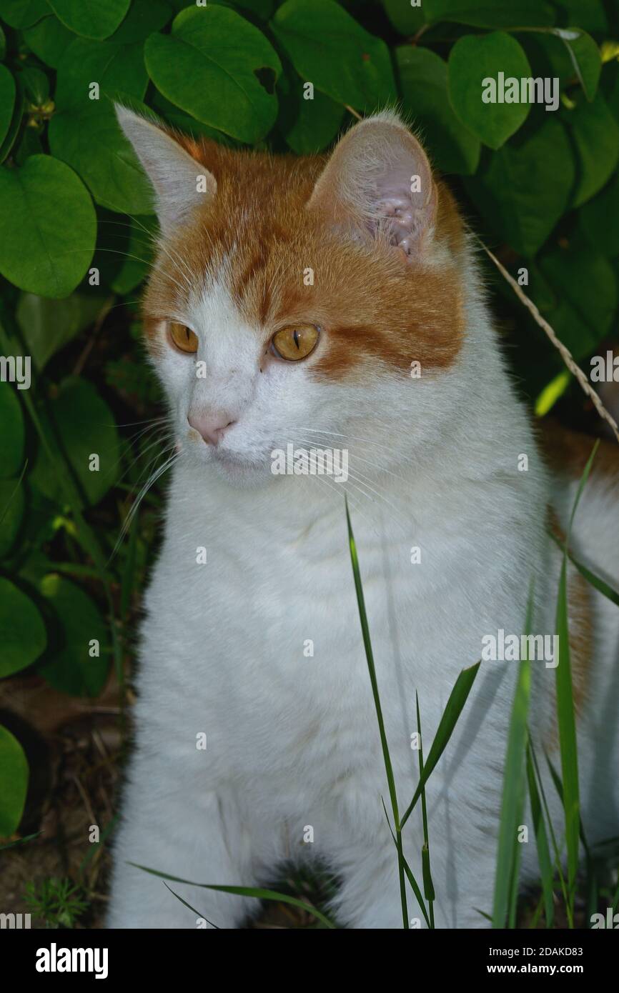 gatto rosso e bianco seduto e rilassato sull'erba nel giardino Foto Stock