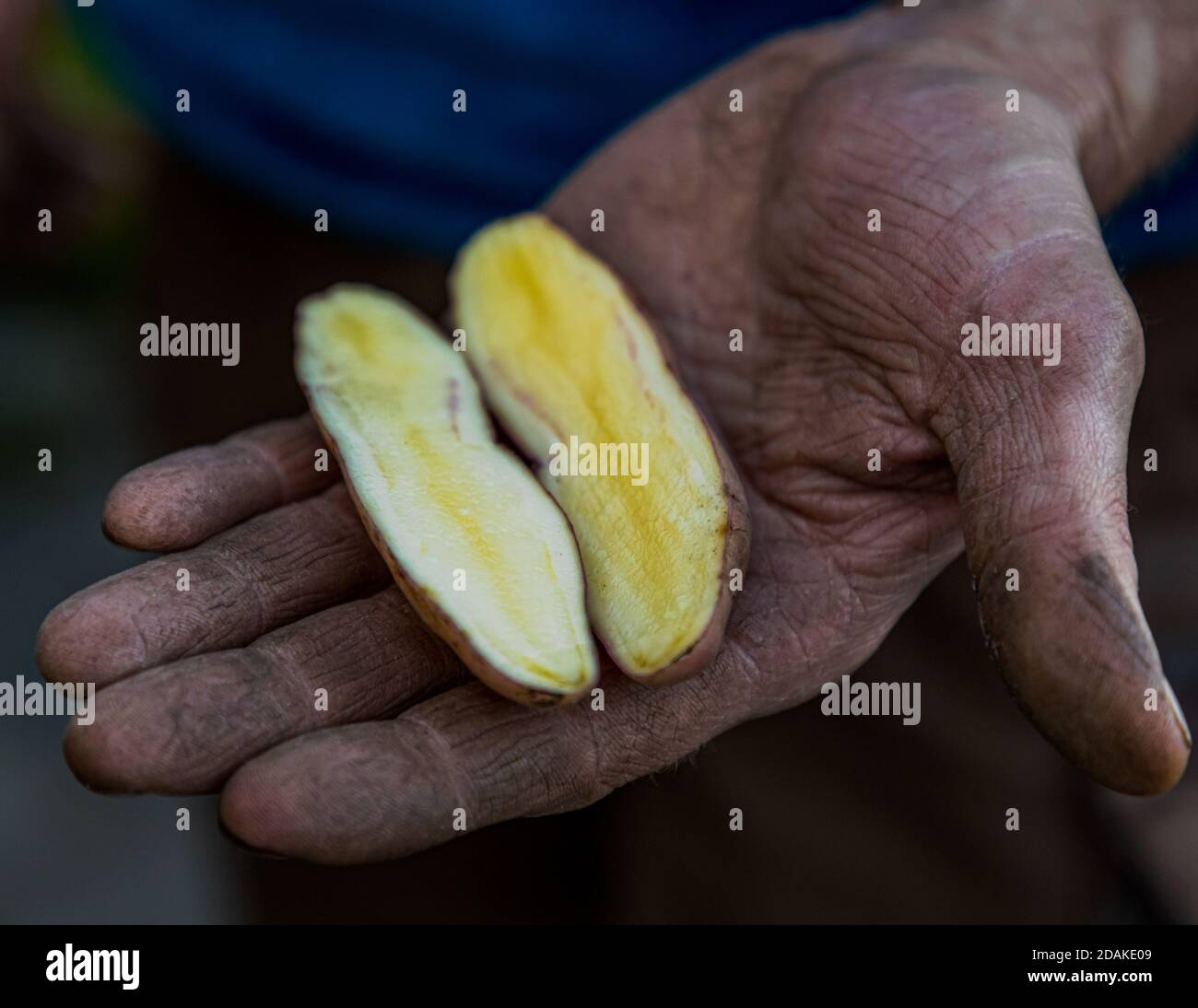 La varietà di patate Bamberger Hörnla è allungata e leggermente curva. Non può nascondere le sue origini dalle vecchie varietà di patate sudamericane. È apprezzato per il suo sapore di noce. Il Distretto dei Giardinieri del mercato di Bamberga è patrimonio mondiale dell'UNESCO dal 1993 Foto Stock