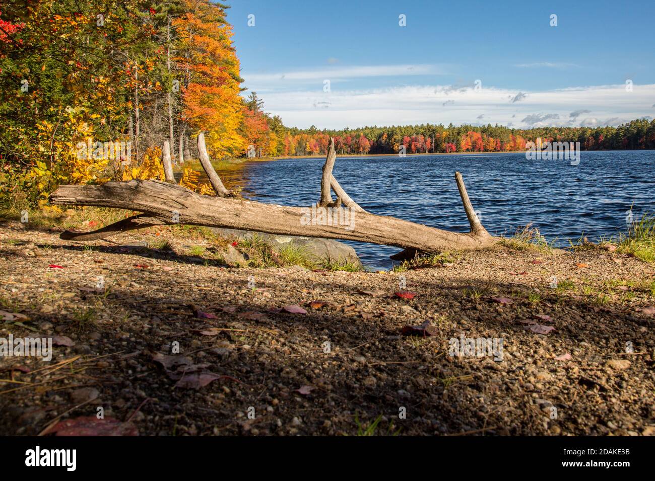 Il Beaver Pond si trova nella riserva di Birch Hill a Royalston, Massachusetts Foto Stock