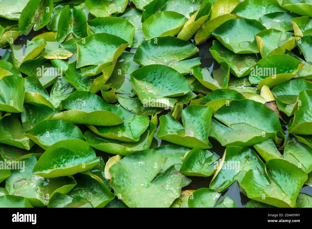 Ninfee verdi galleggianti su un grande stagno giardino Foto Stock