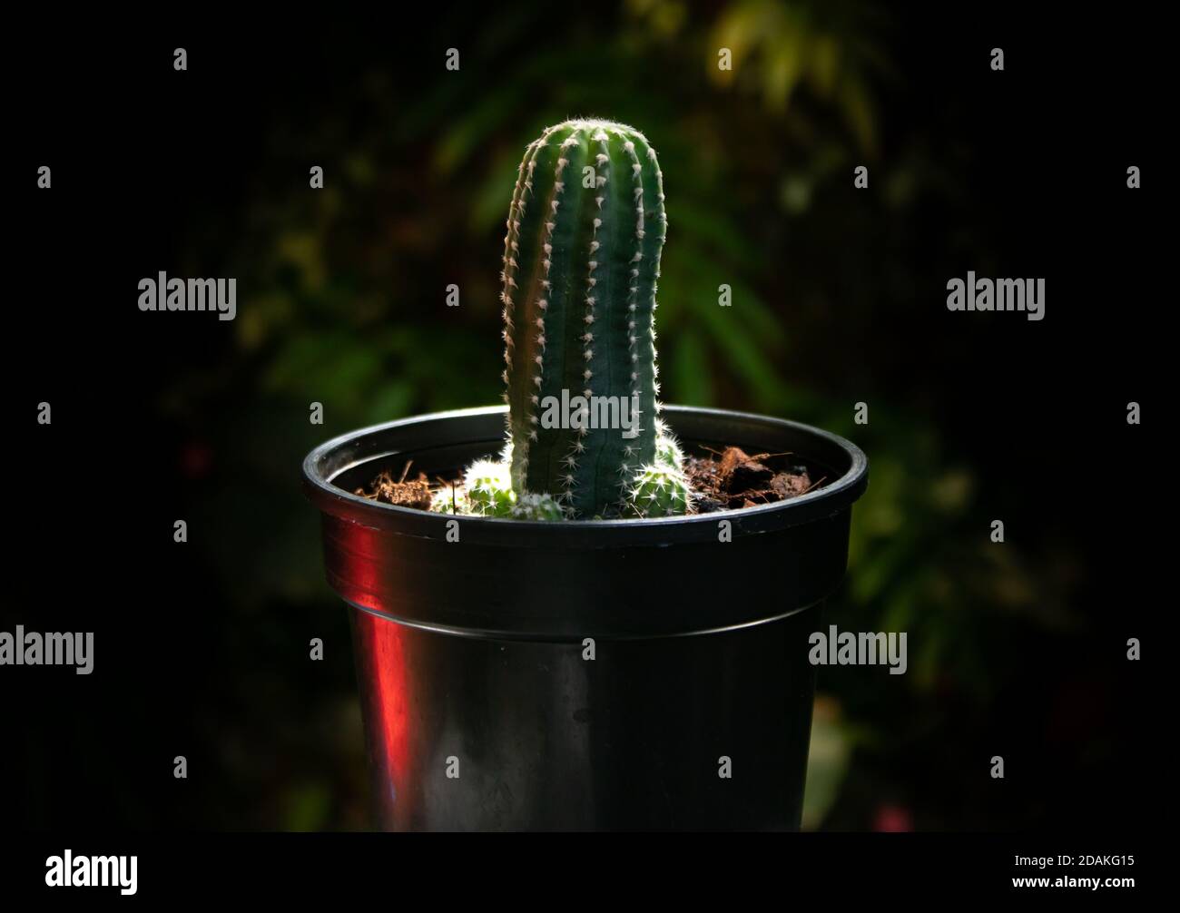 cactus in una pentola su sfondo scuro Foto Stock