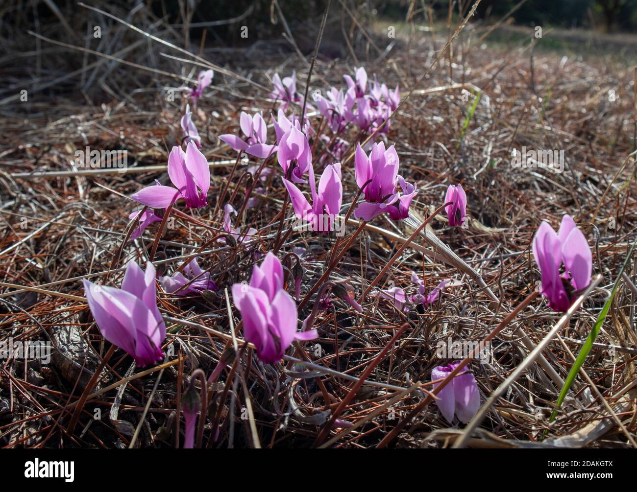 Coum di ciclamino rosa, erifolium, lievito di edera, fiori primaverili di pane di semola. Appartengono alla famiglia Primulaceae con belle piante perenni fiorite. Chiudi u Foto Stock