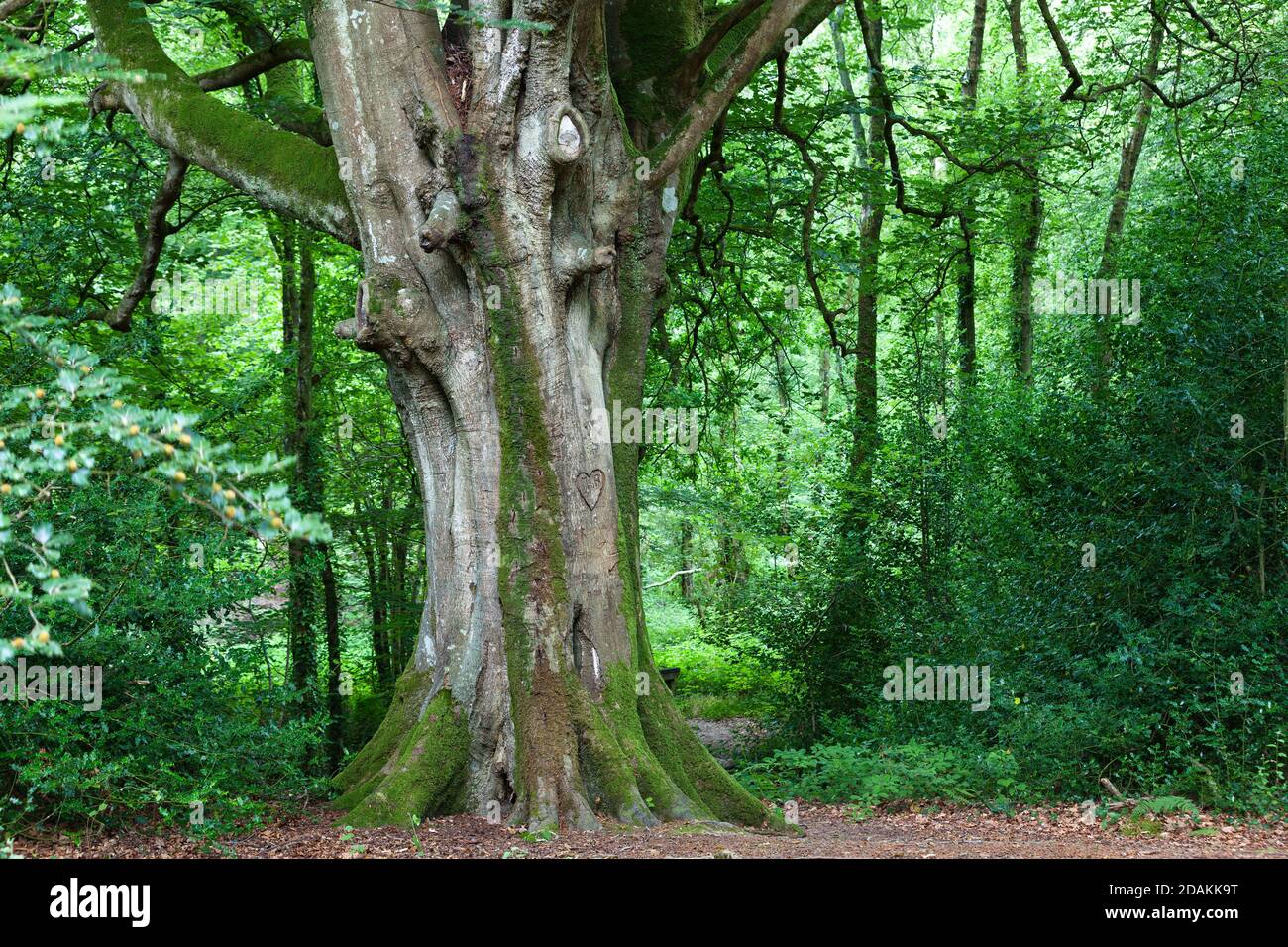 Vecchio faggio in una foresta verde durante l'estate. Cotentin Penisola Normandia, Francia Europa Foto Stock