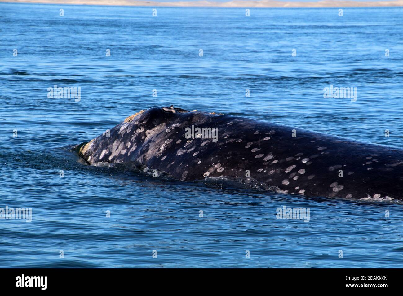 Balene grigie, avvistamento di balene in Messico, Baja California sur Foto Stock
