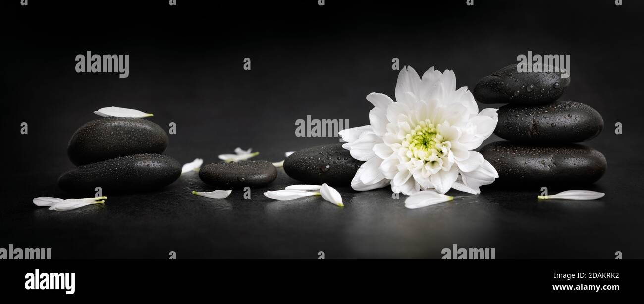 spa e benessere - ciottoli bagnati con fiori bianchi e petali su sfondo nero. striscione Foto Stock