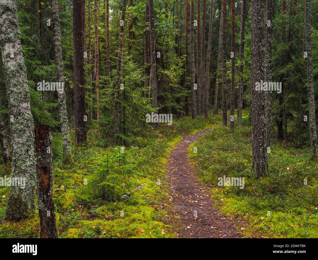Paesaggio paesaggistico e lussureggiante della foresta. Un percorso sotto gli alberi in una foresta profonda. Paesaggio colorato con percorso tra erba verde e foglie. Brillante naturale g Foto Stock
