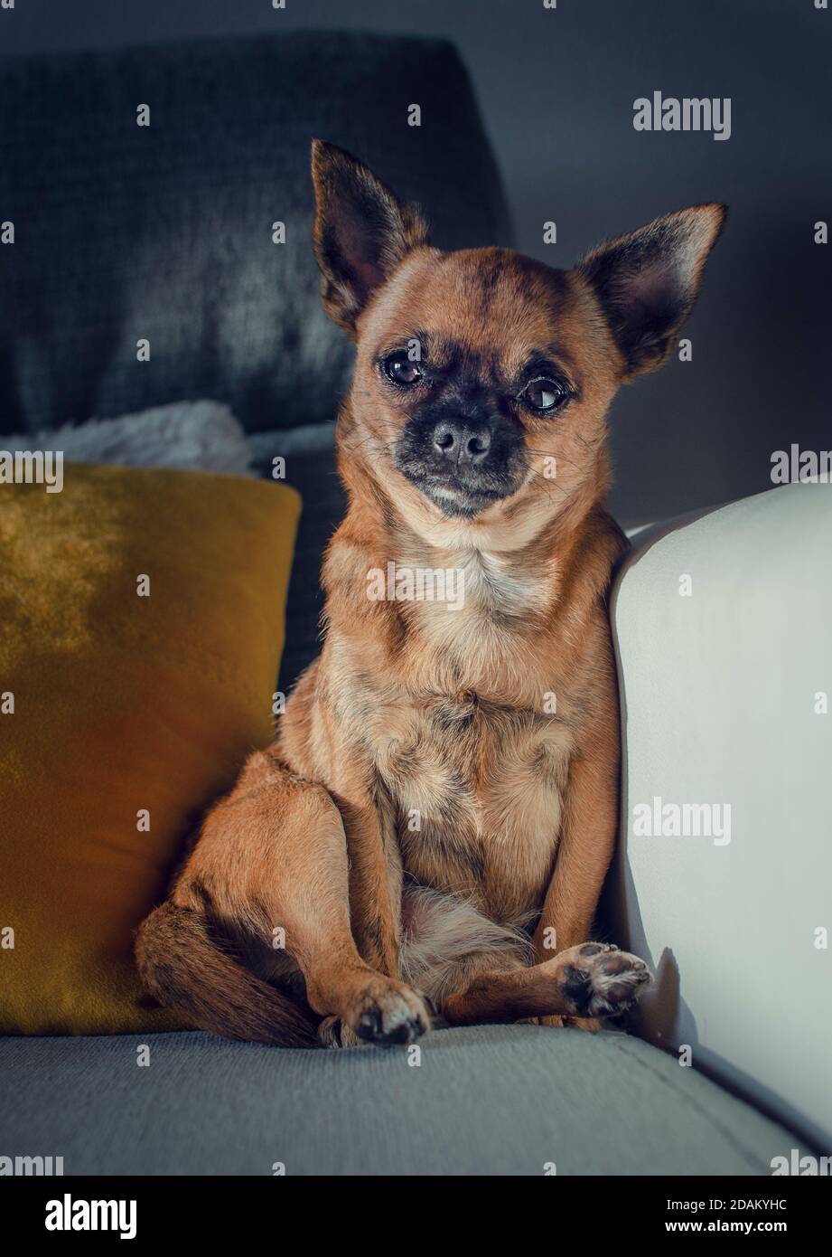 Fuoco selettivo su un chihuahua carino seduto in una posizione divertente. Interno. Foto Stock