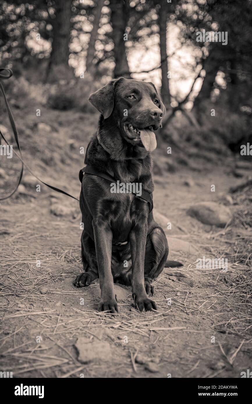 Il mio cane Labrador cioccolato animale domestico guardando giù e sedendosi giù posa per una foto in bianco e nero Foto Stock