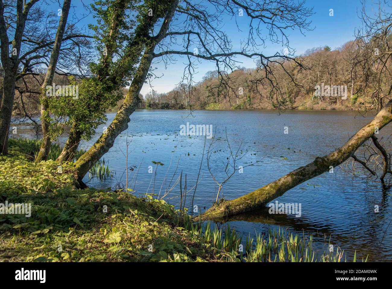 Vista attraverso gli alberi di un grande stagno nei giardini del castello di Culzean Scozia Foto Stock