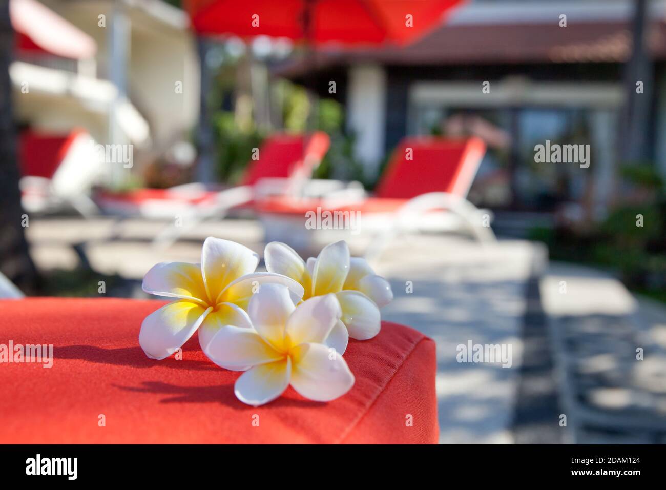 fiori bianchi di frangipani sulla spiaggia vicino alla piscina. Resto in Asia. Foto Stock