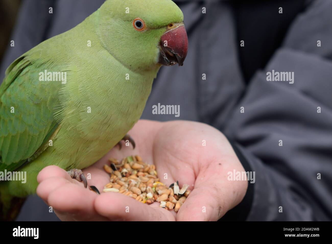 Parakeet rosa mangiare semi da una mano di un uomo Foto Stock