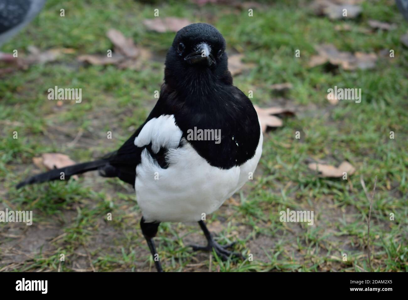 Ritratto di Juvenile Eurasian Magpie a Londra Foto Stock