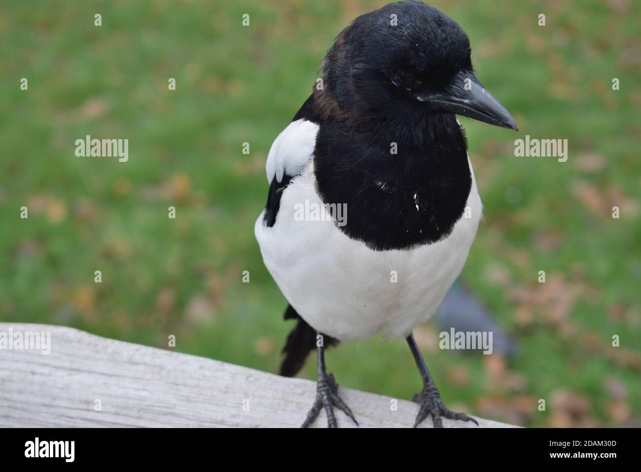 Giovane Eurasian Magpie appollaiato su una recinzione di legno in un Park a Londra Foto Stock