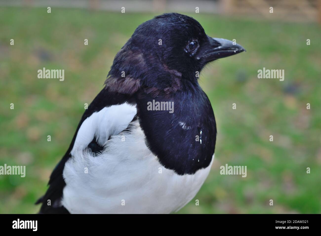 Ritratto di Juvenile Eurasian Magpie a Londra Foto Stock
