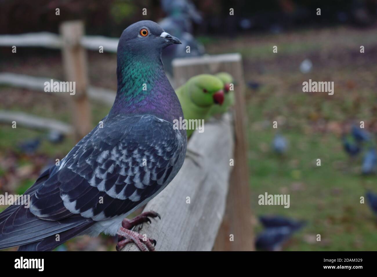 Piccioni e Parakeet arroccati su una recinzione in legno Foto Stock