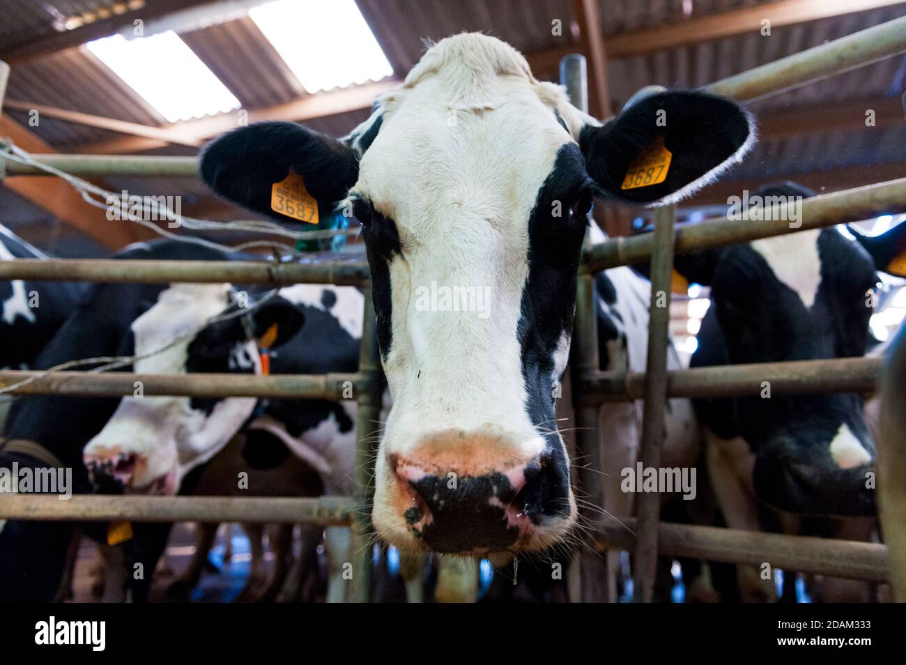 Francia, Indre (36), Saint-Gaultier, Bel-Air fattoria, allevamento di Prim'Holstein vacche da latte Foto Stock