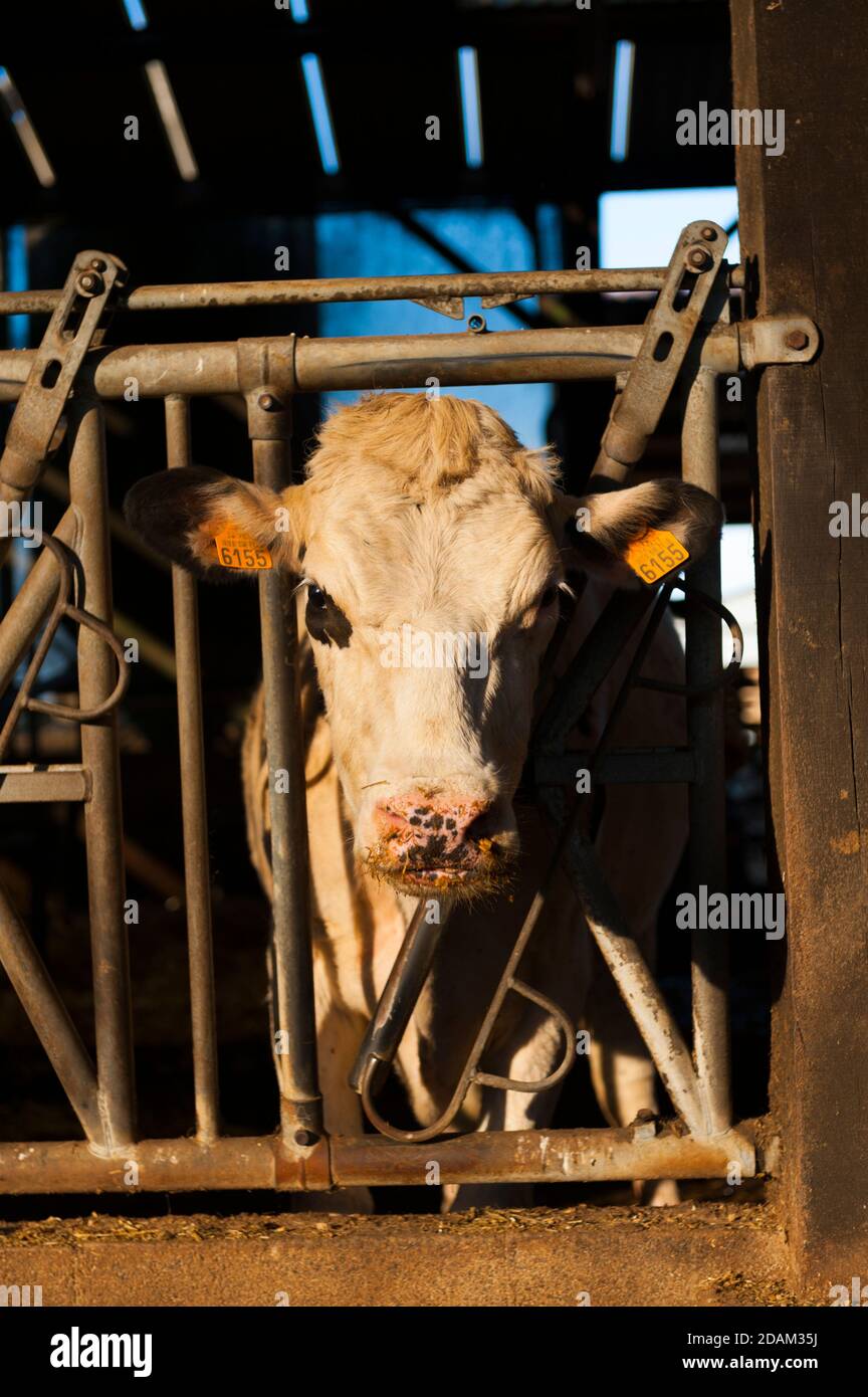 Francia, Indre (36), Saint-Gaultier, Bel-Air fattoria, allevamento di Prim'Holstein vacche da latte Foto Stock