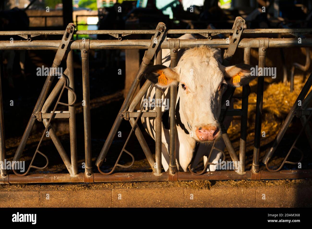 Francia, Indre (36), Saint-Gaultier, Bel-Air fattoria, allevamento di Prim'Holstein vacche da latte Foto Stock