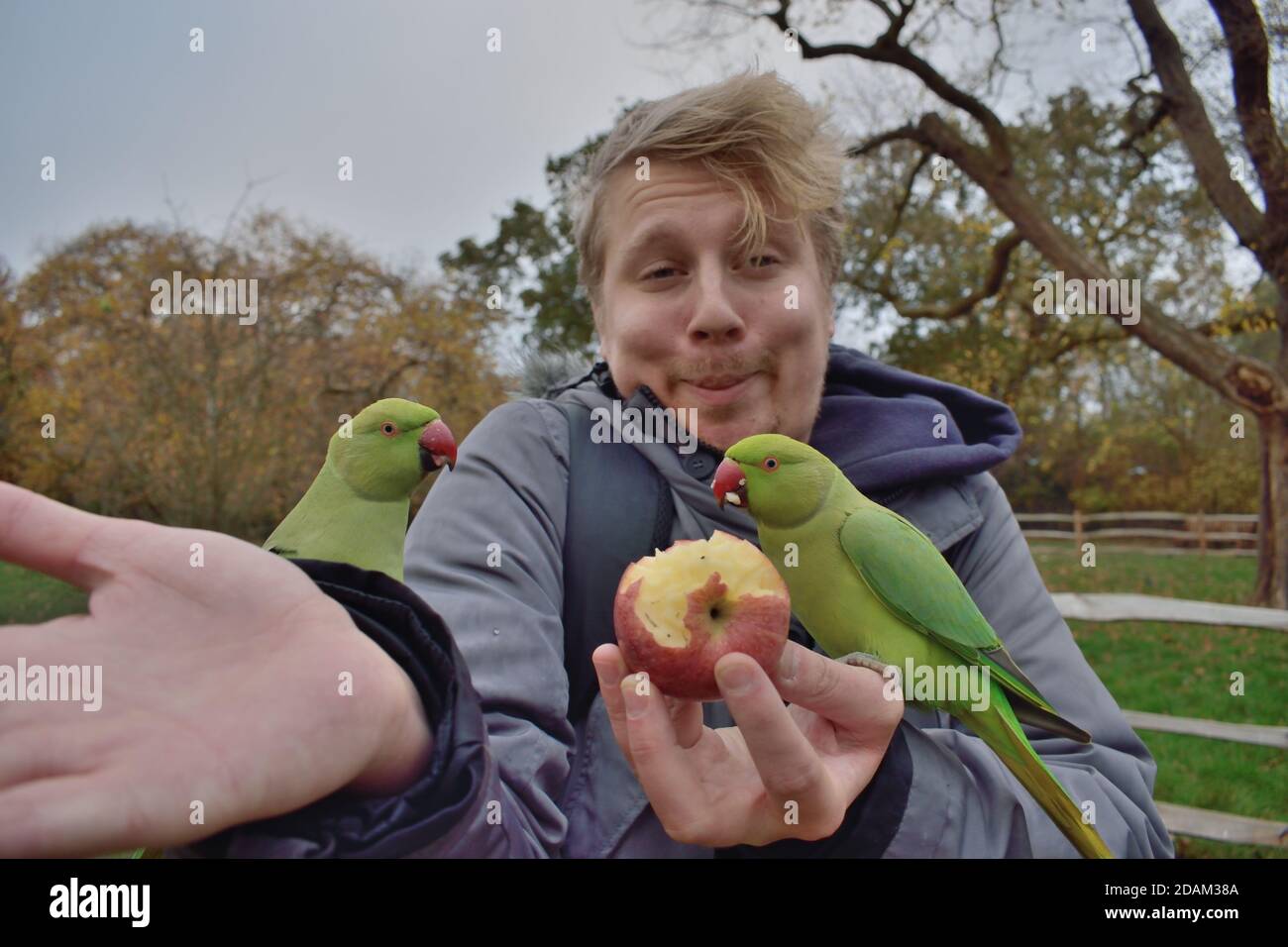 Giovane uomo che alimenta una mela a due feral Rose-ring Parakeet A Londra Foto Stock