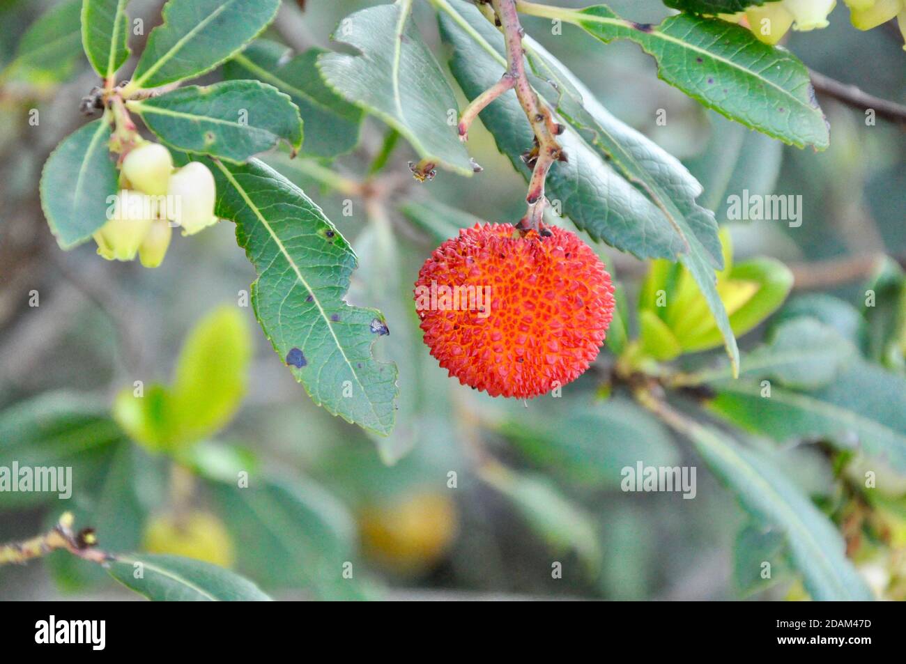 Smodo di Arbutus o albero di fragola per sfondo con frutta, i frutti sono gialli e rossi con superficie ruvida. Foto Stock