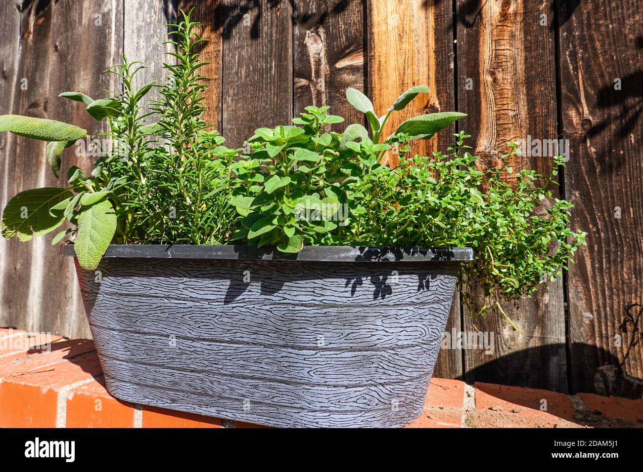 Erbe fresche che crescono in un contenitore di giardino Foto Stock