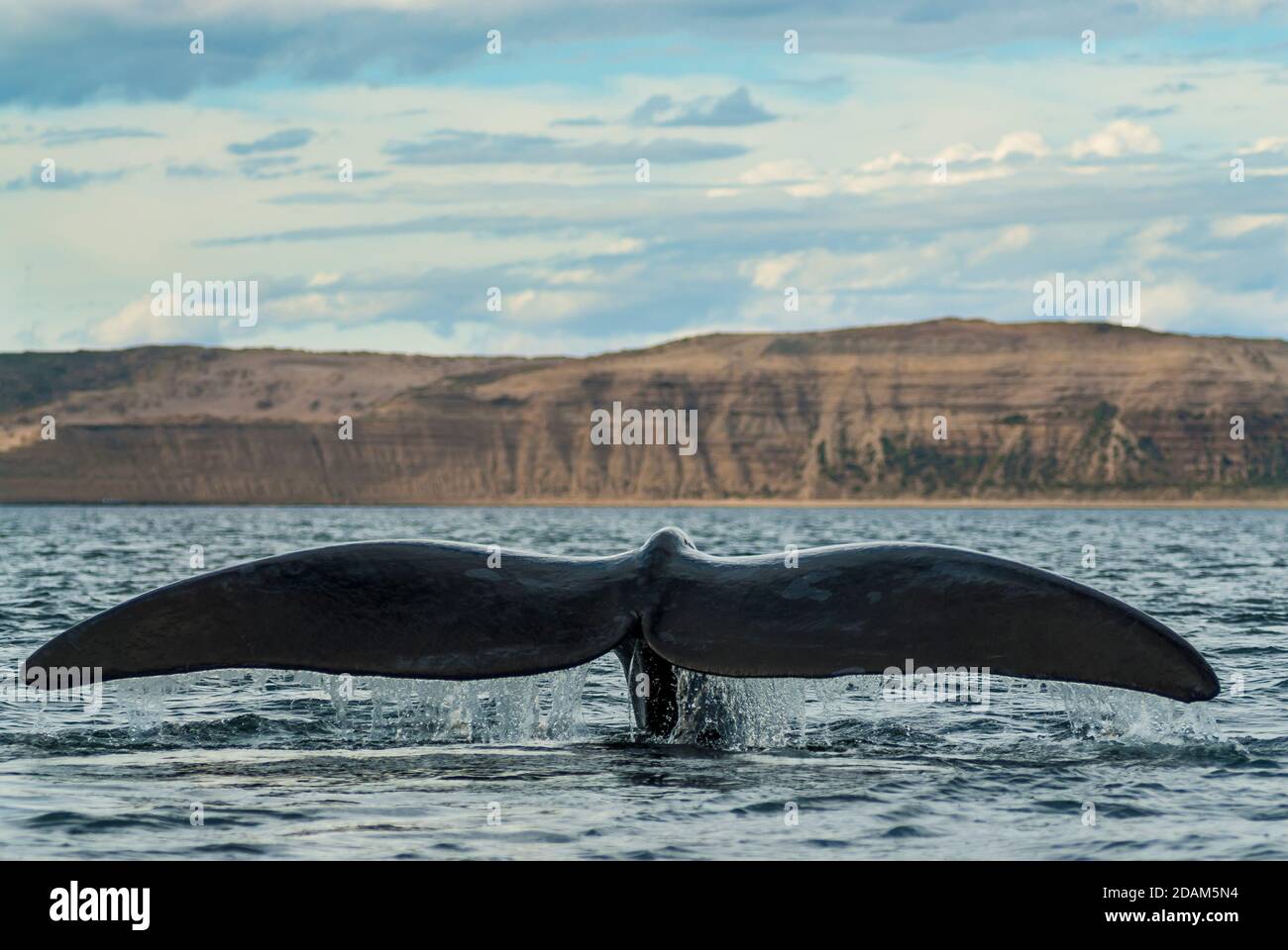 Balene australi (Eubalaena Australis) Foto Stock