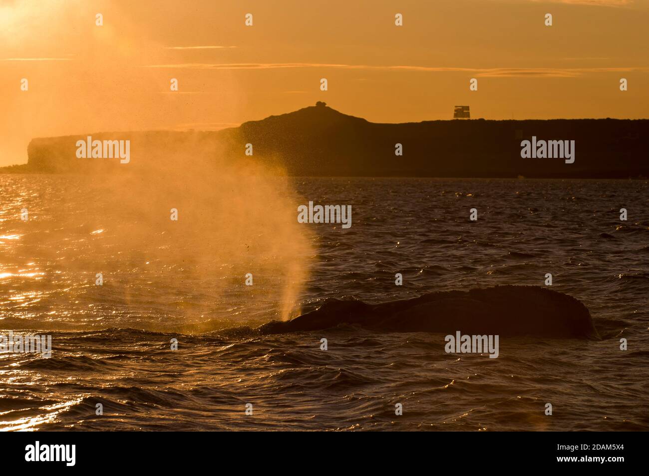 Balene australi (Eubalaena Australis) Foto Stock