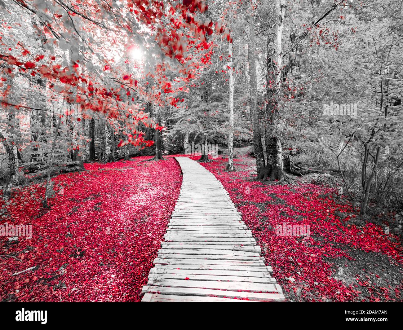 Laghi Plitvice parco nazionale in Croazia Europa alterato colore rosso Mix con bianco e nero monocromatico Foto Stock