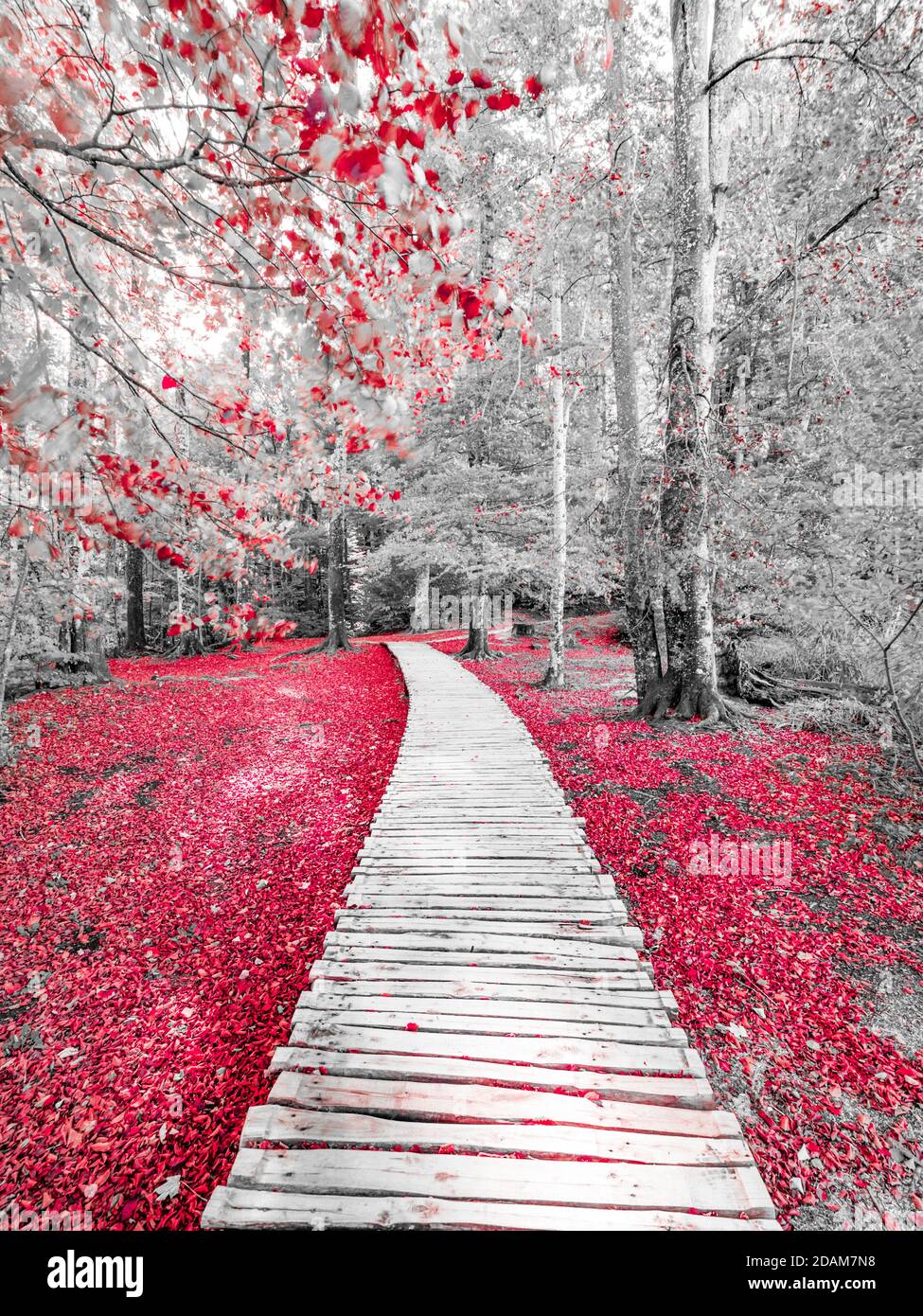 Laghi Plitvice parco nazionale in Croazia Europa alterato colore rosso Mix con bianco e nero monocromatico Foto Stock