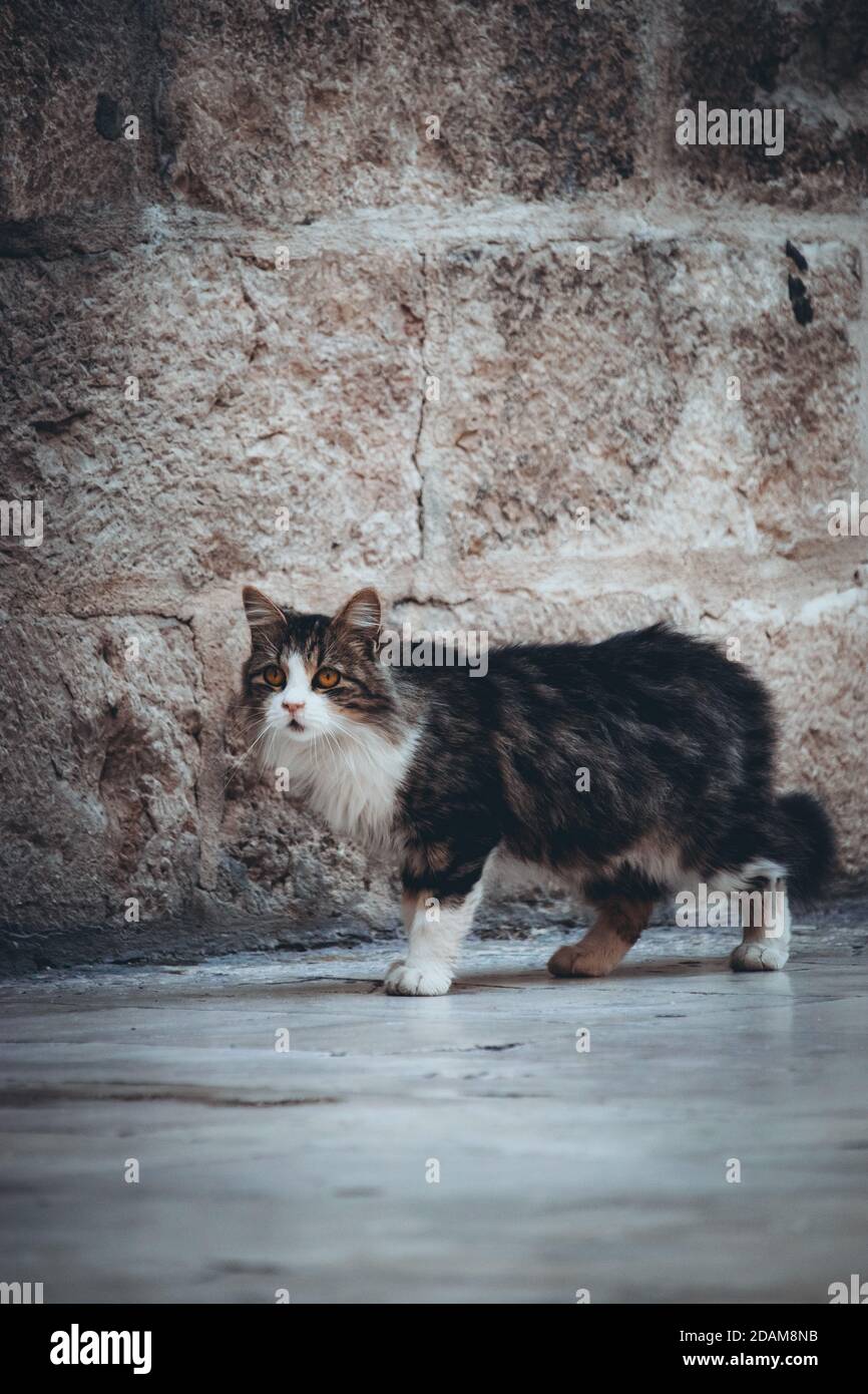 Immagine verticale di un bel gatto di strada bianco e grigio soffici che guarda su una persona, essendo un po' impaurito e preoccupato mentre cammina da essa Foto Stock