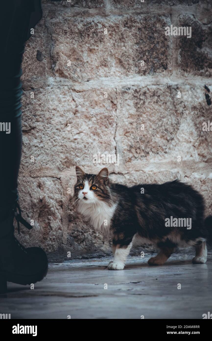 Immagine verticale di un bel gatto di strada bianco e grigio soffici che guarda su una persona, essendo un po' impaurito e preoccupato mentre cammina da essa Foto Stock