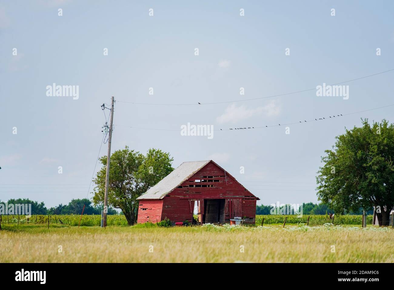Un vecchio fienile in legno rosso in caduta separata nella campagna del Kansas, con un campo di mais e uccelli su una linea. Kansas, Stati Uniti. Foto Stock