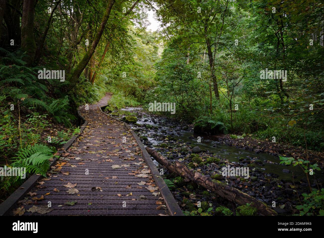 Fairy Glen Falls Trail tra gli alberi nella foresta, Rosemarkie, Scozia Foto Stock