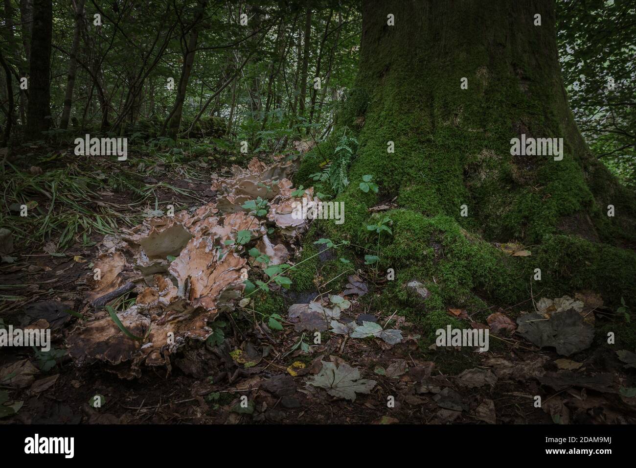 Funghi nella foresta di Fairy Glen Falls, Scozia Foto Stock