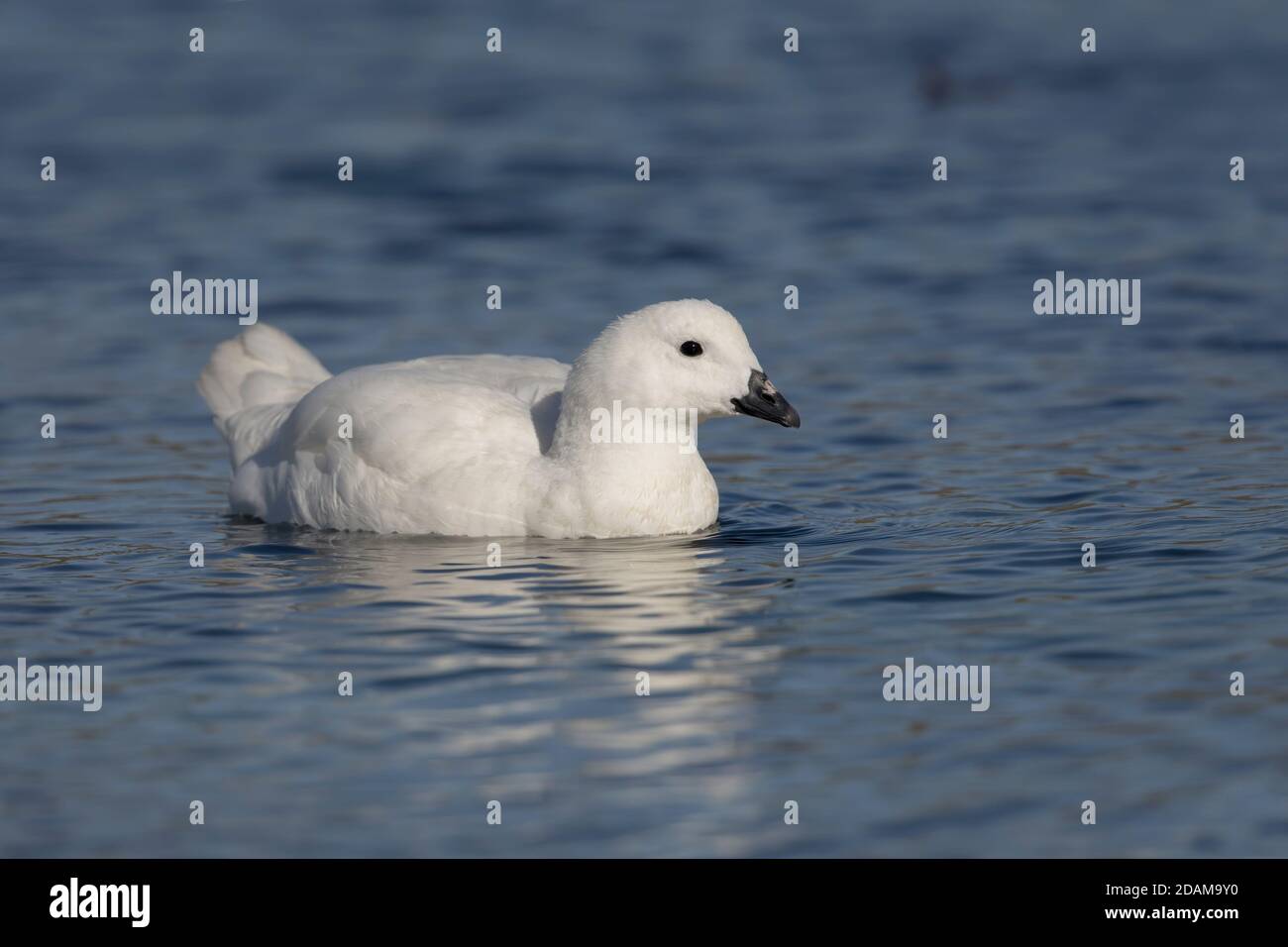 Kelp Goose Gender, West Point Island, Falkland, gennaio 2018 Foto Stock