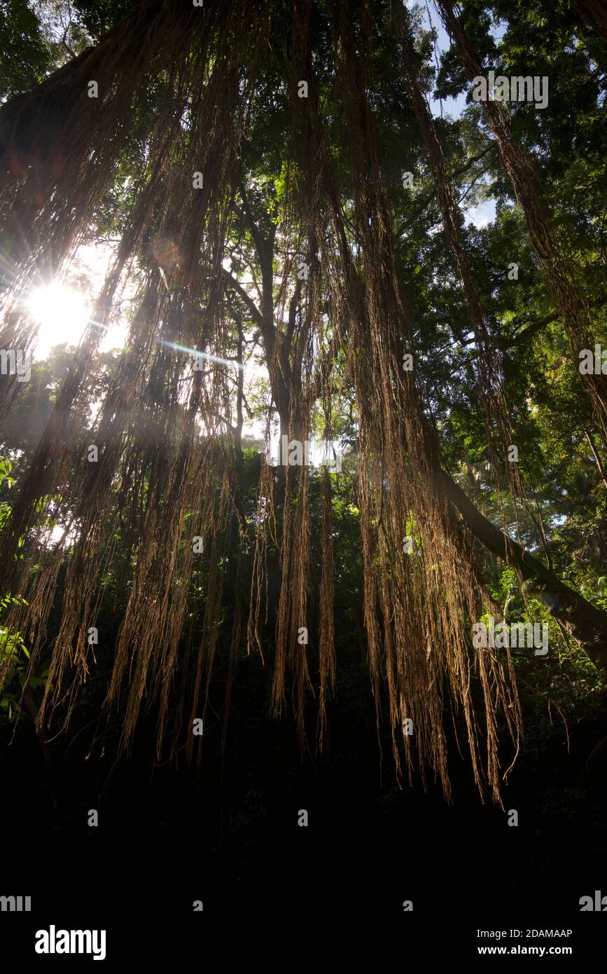 Fogliame simile a una giungla nel Santuario della Foresta delle scimmie sacre. Foresta delle scimmie di Ubud, Bali, Indonesia Foto Stock