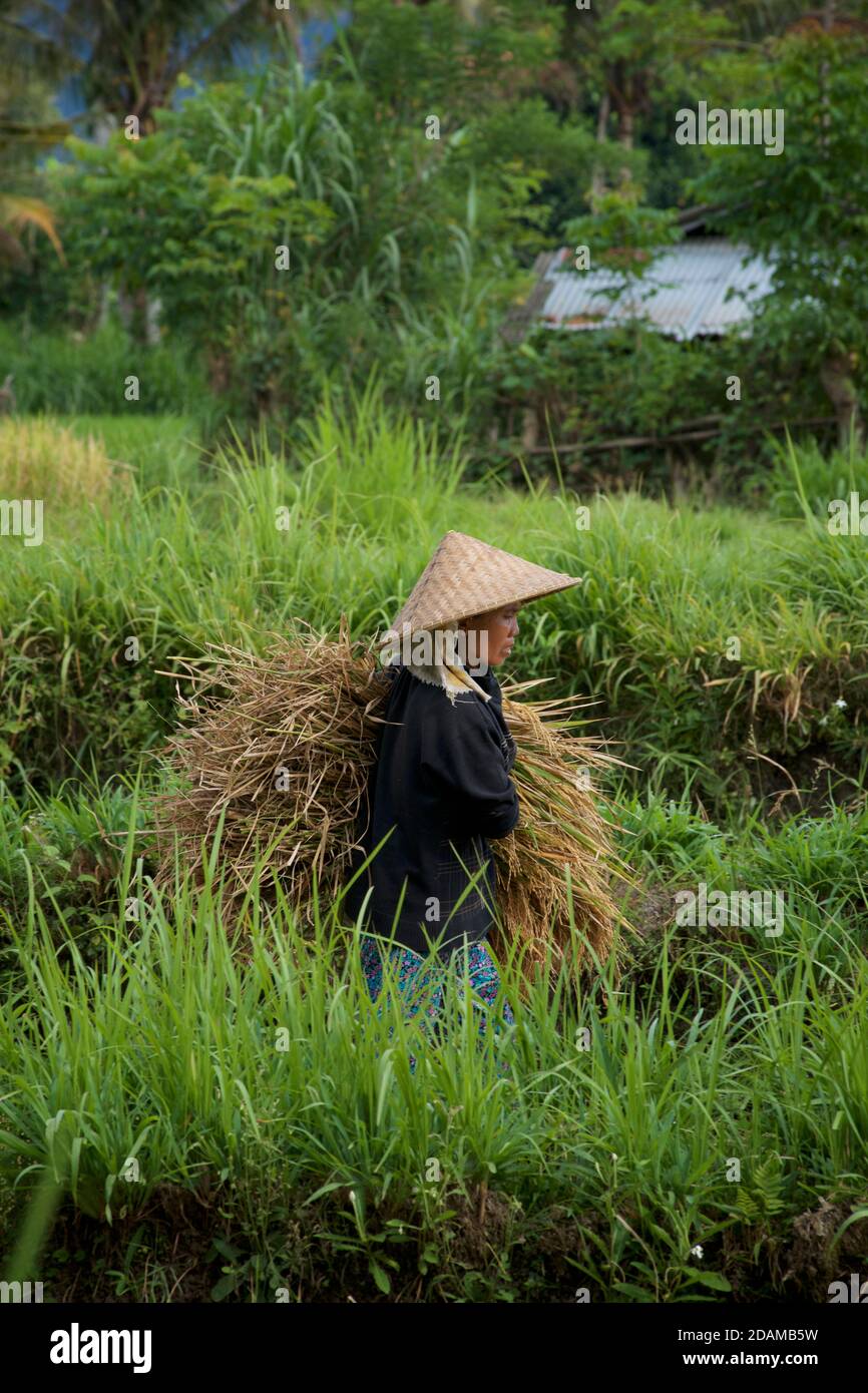 Donna balinese che lavora in un campo di riso, Bali, Indonesia Foto Stock