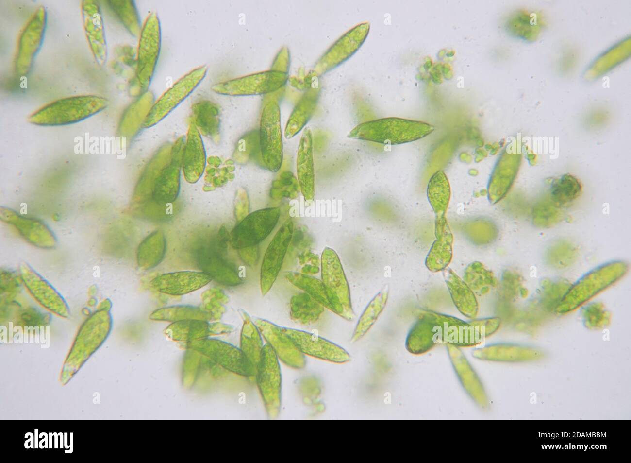 Euglena flagellare protozoi, micrografia leggera. Euglena è un genere di eucarioti flagellati monocelliti. Foto Stock