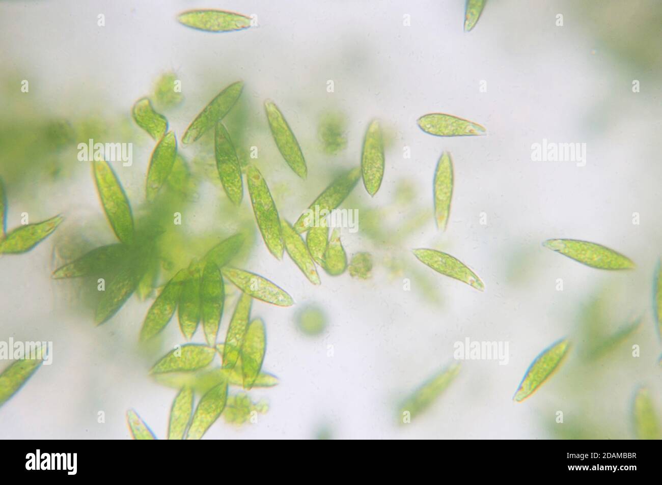 Euglena flagellare protozoi, micrografia leggera. Euglena è un genere di eucarioti flagellati monocelliti. Foto Stock