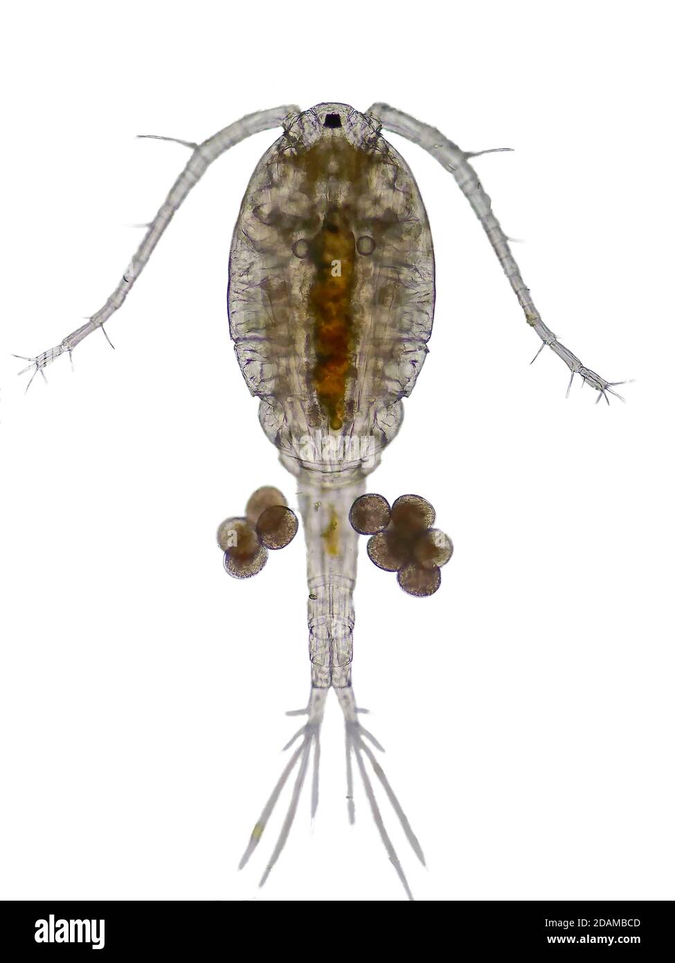 Copepod, micrografia leggera. I copepodi sono un gruppo di piccoli crostacei che si trovano negli habitat marini e d'acqua dolce. Foto Stock
