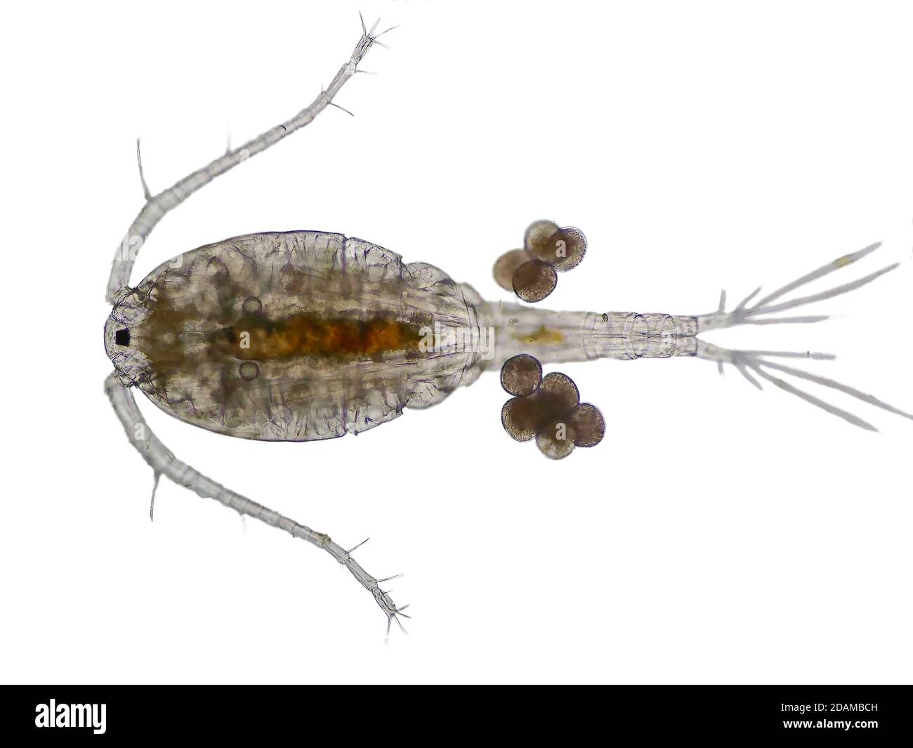 Copepod, micrografia leggera. I copepodi sono un gruppo di piccoli crostacei che si trovano negli habitat marini e d'acqua dolce. Foto Stock